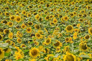 《微软飞行模拟》联动《沙丘》扩展现已上线